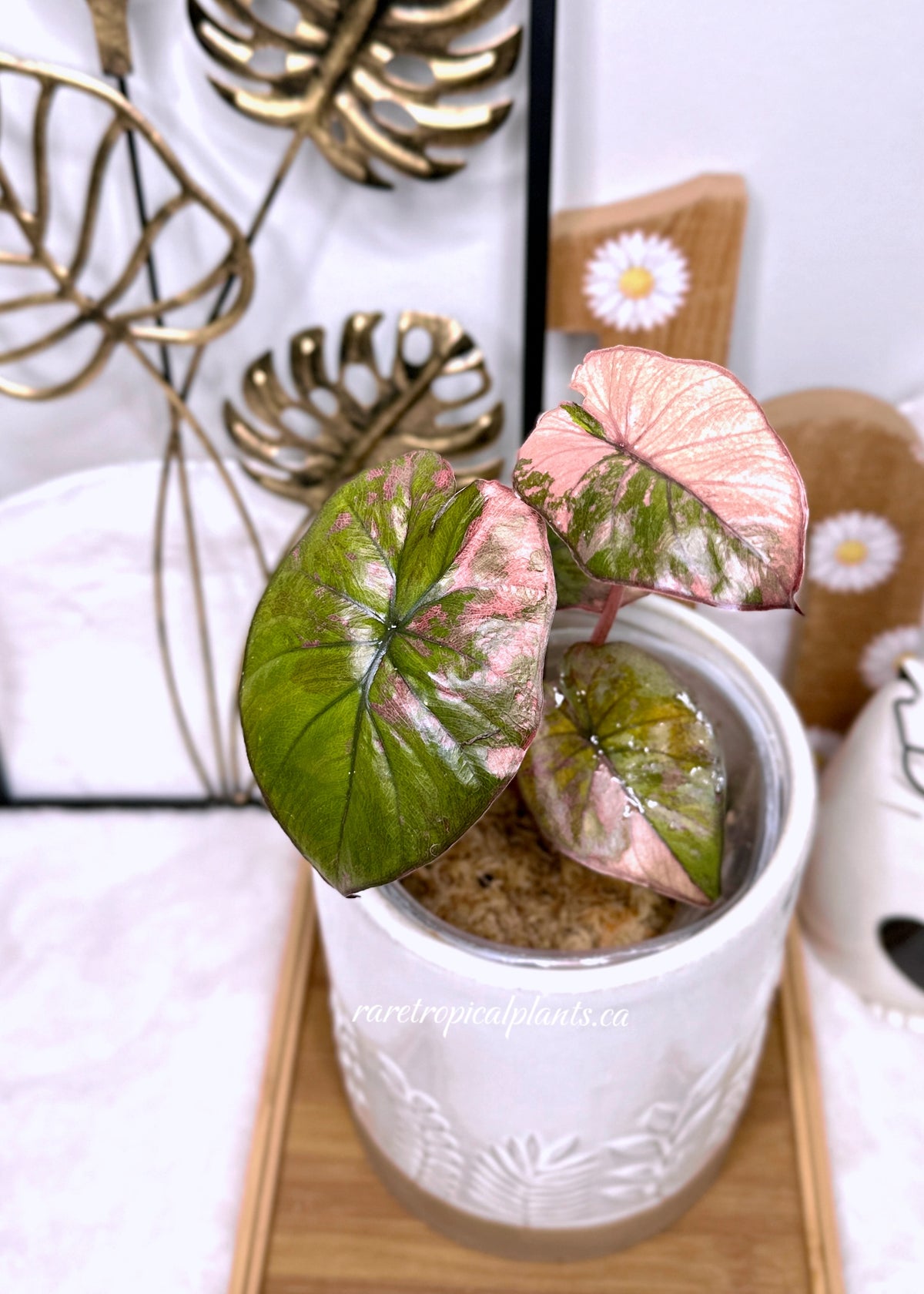 Alocasia Serendipity Variegated