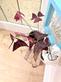 Oxalis Triangularis Variegated