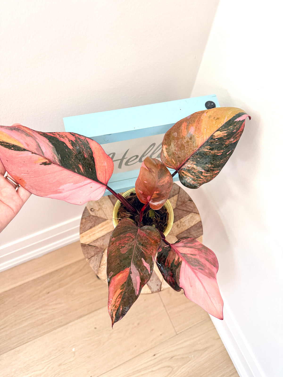 Philodendron Fire Princess