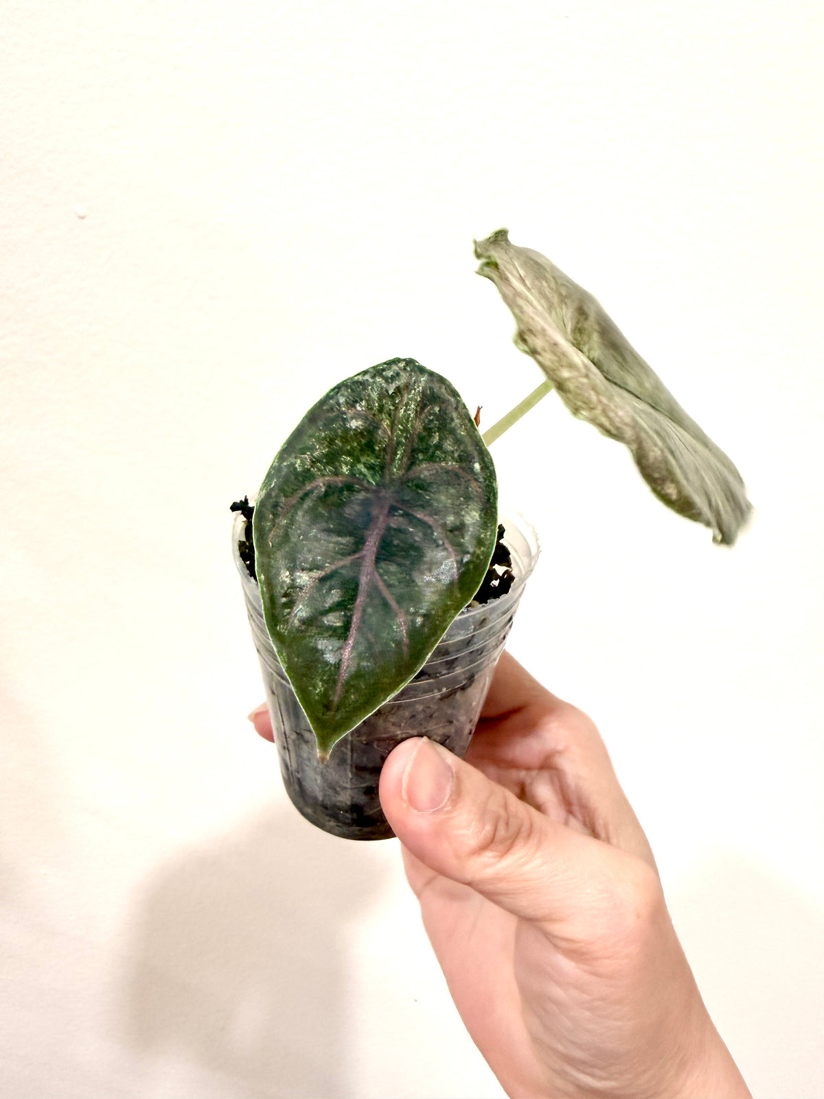 Alocasia Azlanii Pink Variegated