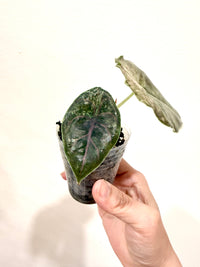 Alocasia Azlanii Pink Variegated