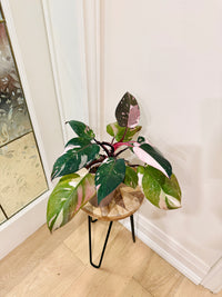 Philodendron Red Anderson Variegated