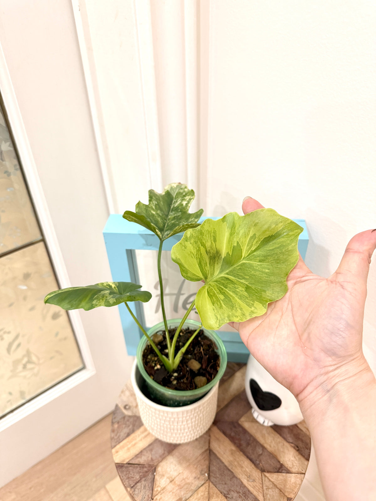 Philodendron Selloum Variegated