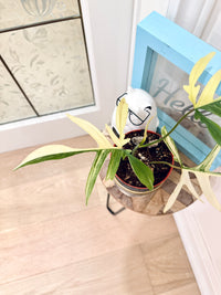 PHILODENDRON FLORIDA BEAUTY × POLYPODIOIDES VARIEGATED