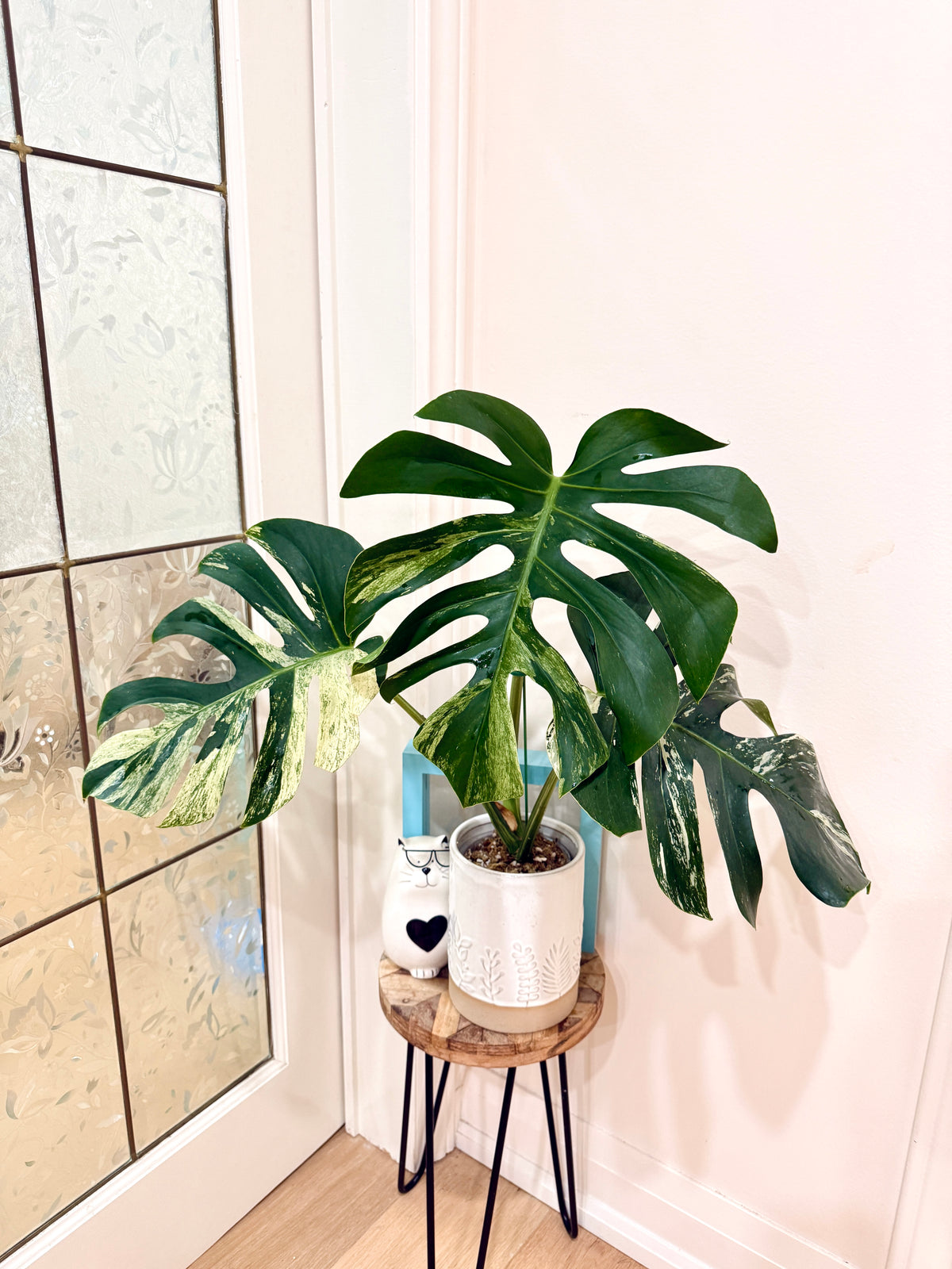Monstera Jungle Mint