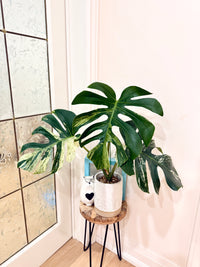 Monstera Jungle Mint