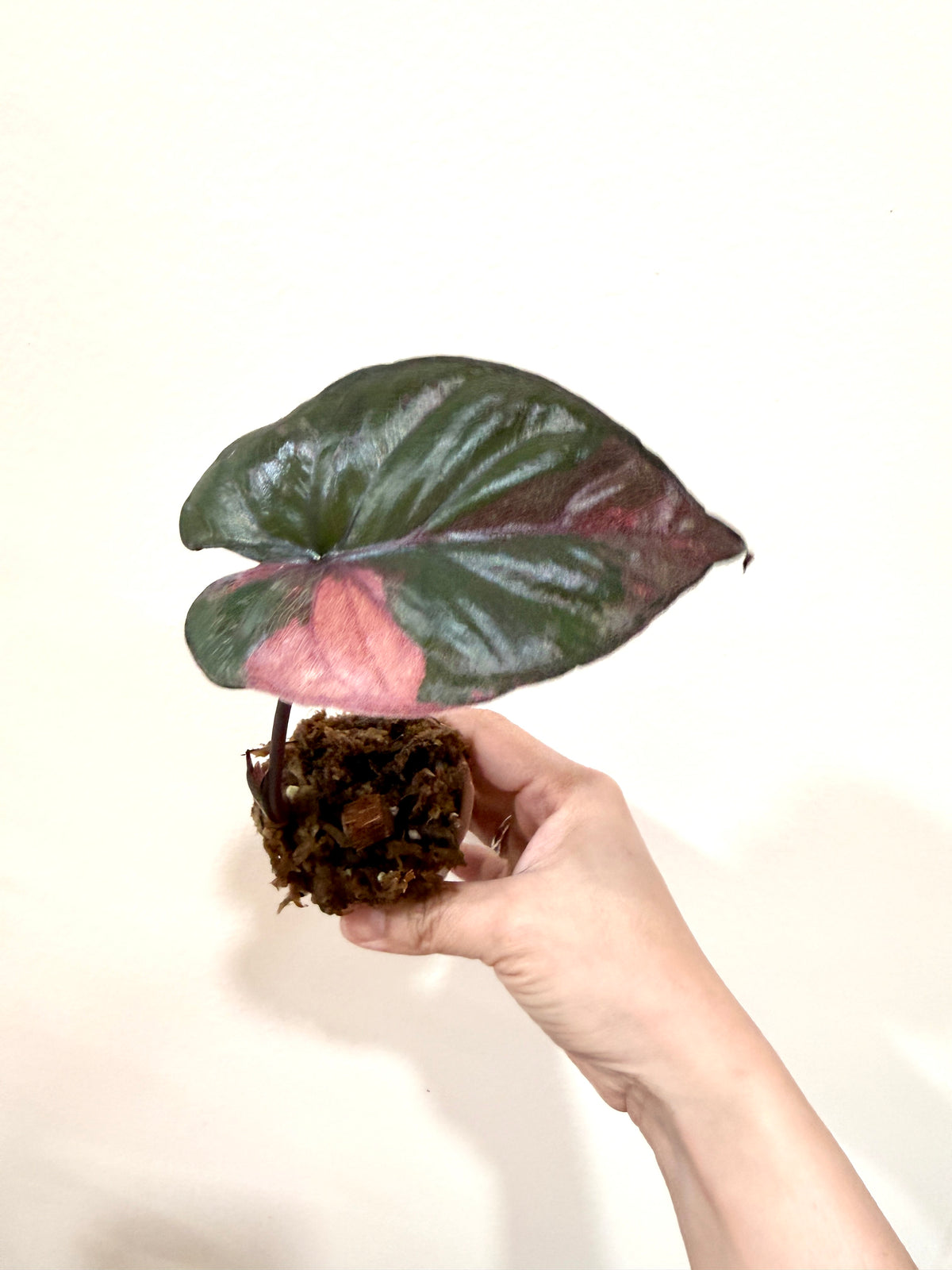 Alocasia Serendipity Variegated
