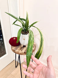Anthurium Vittarifolium Variegated