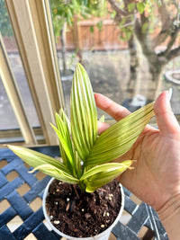 Coconut Palm Variegated