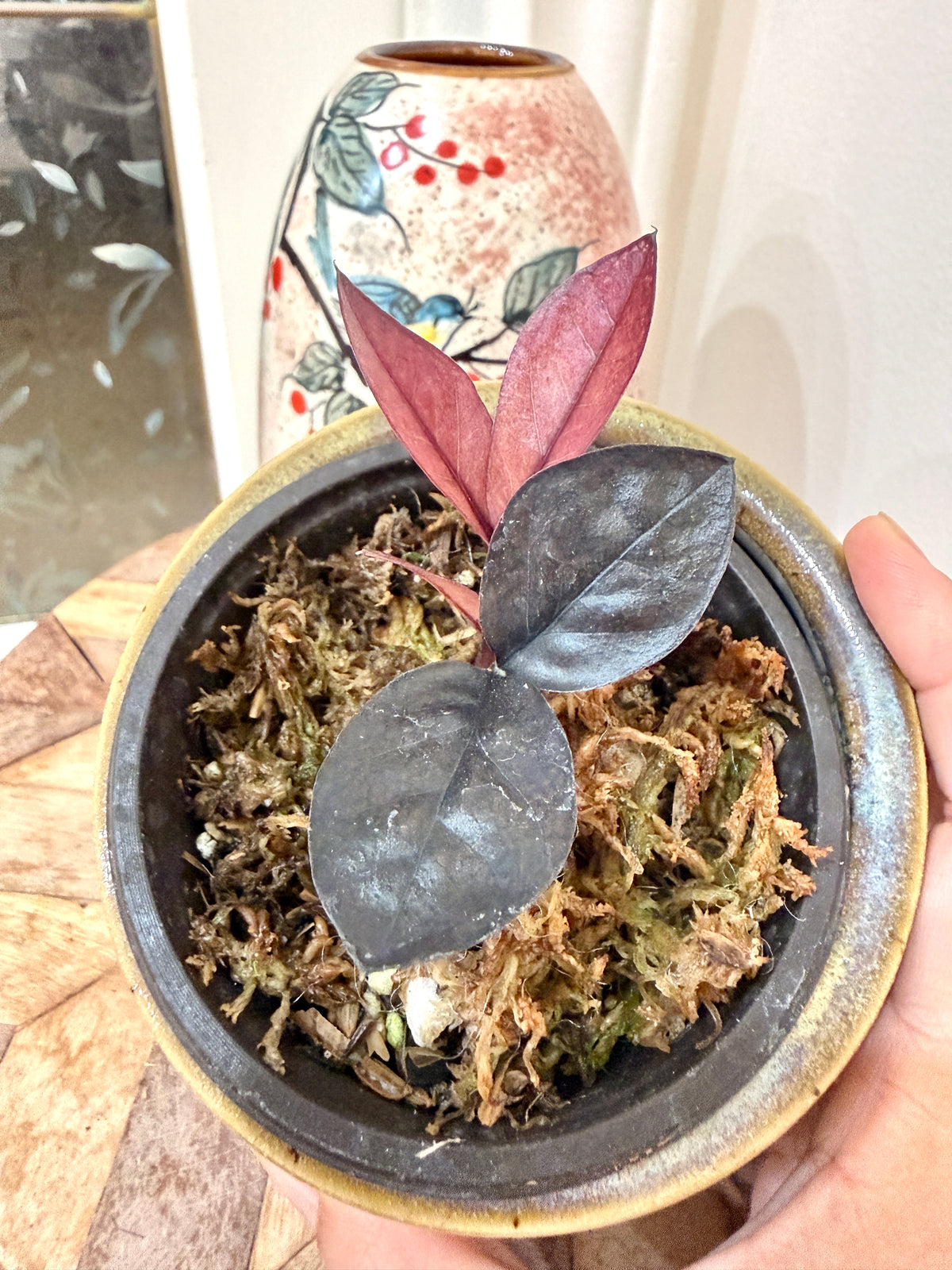 Black Pink ZZ Raven Plant Variegated