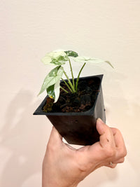 Alocasia Simpo Albo