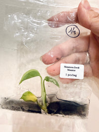 Monstera Devil TC Plant