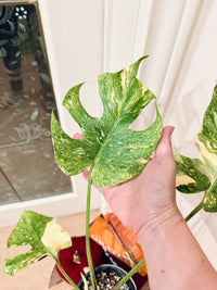 Monstera Legacy Compacta