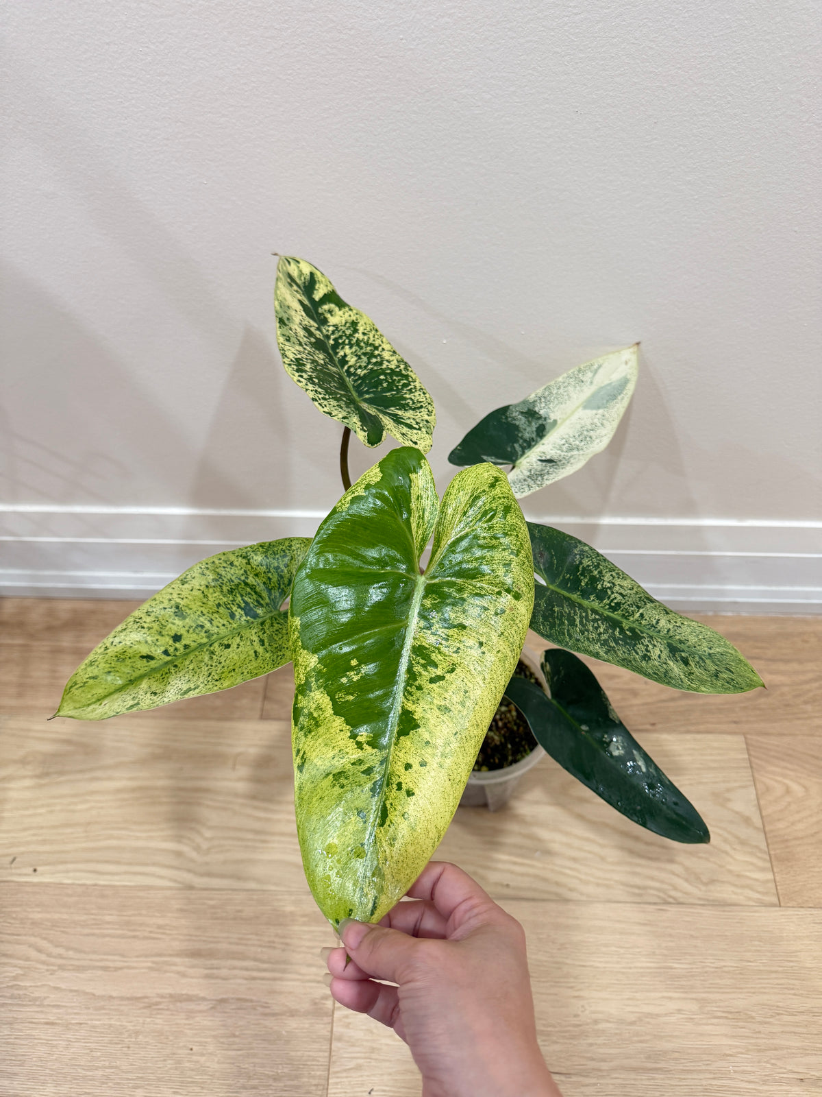 Philodendron Ilsemanii Variegated
