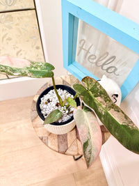 Philodendron Atabapoense Pink Variegated