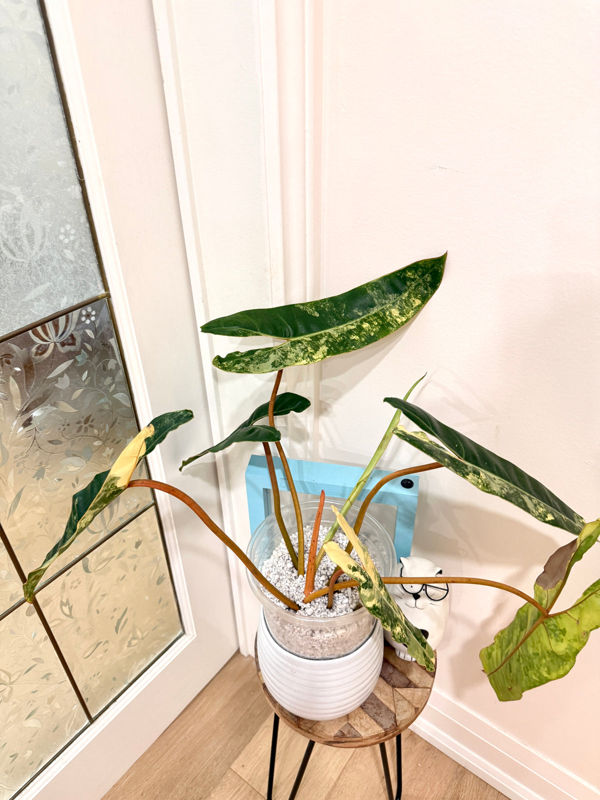 Philodendron Billietiae Variegated