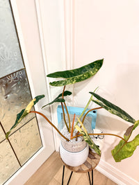 Philodendron Billietiae Variegated