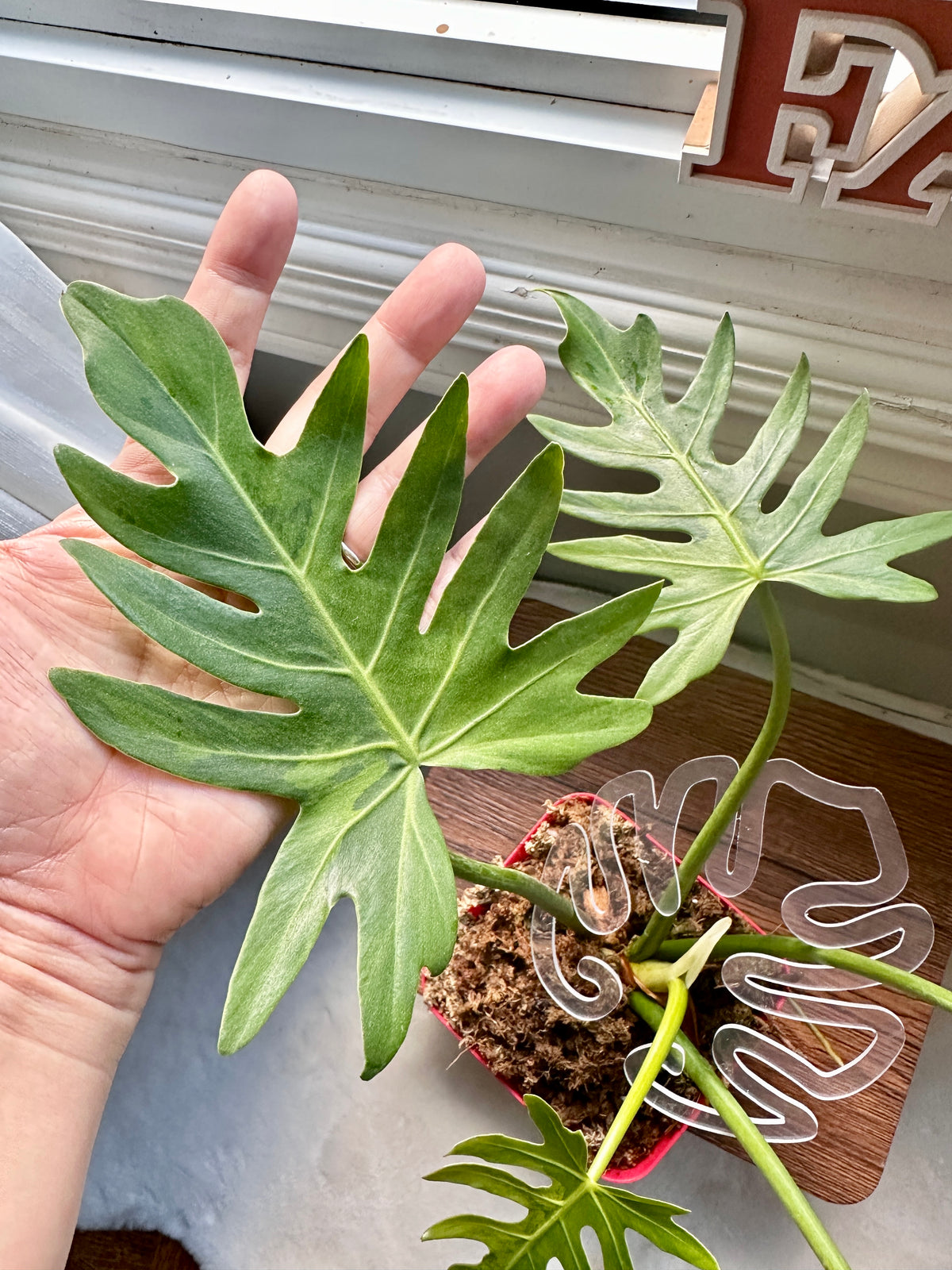 Philodendron Radiatum Variegated