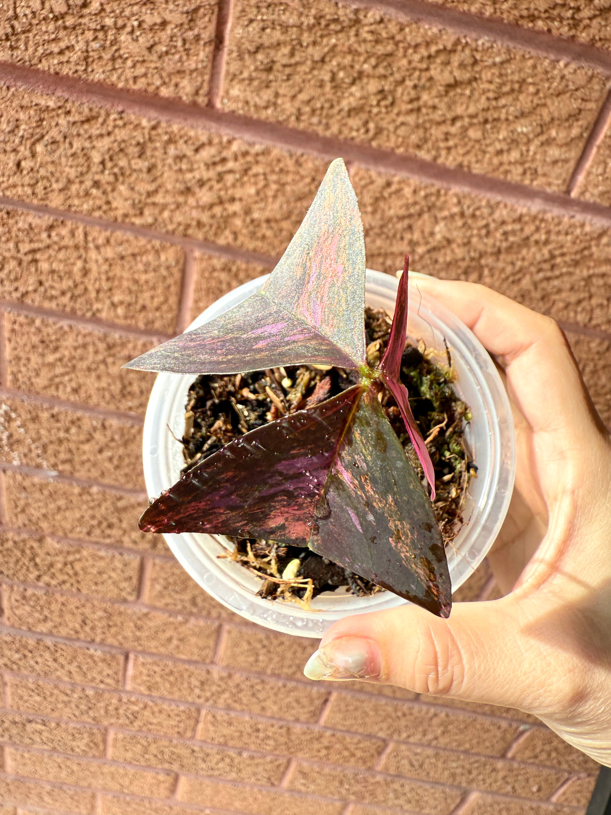 Oxalis Triangularis Variegated
