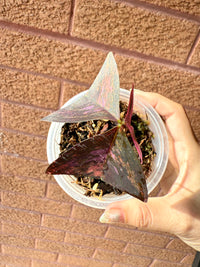 Oxalis Triangularis Variegated