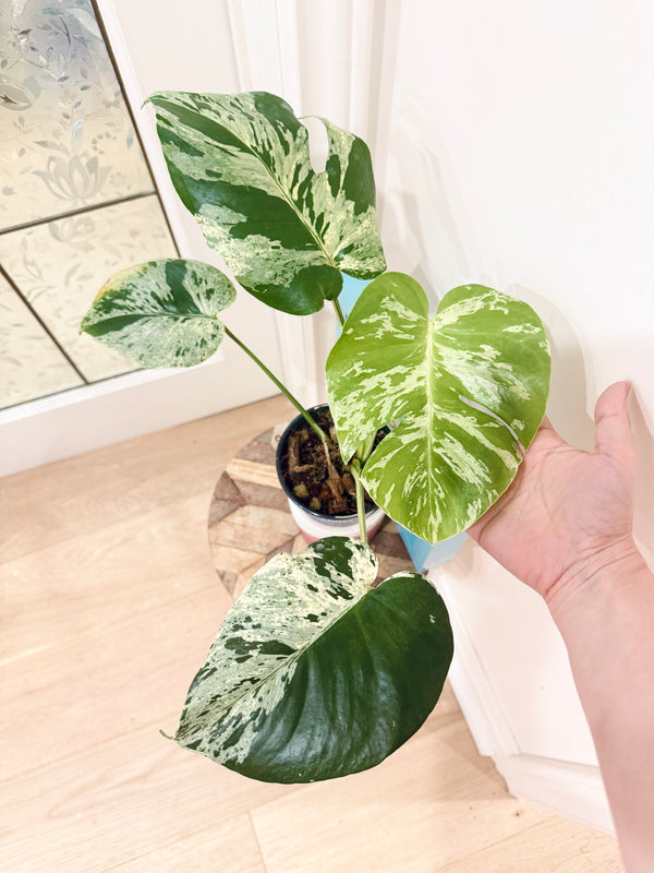 Monstera Bulbasaur
