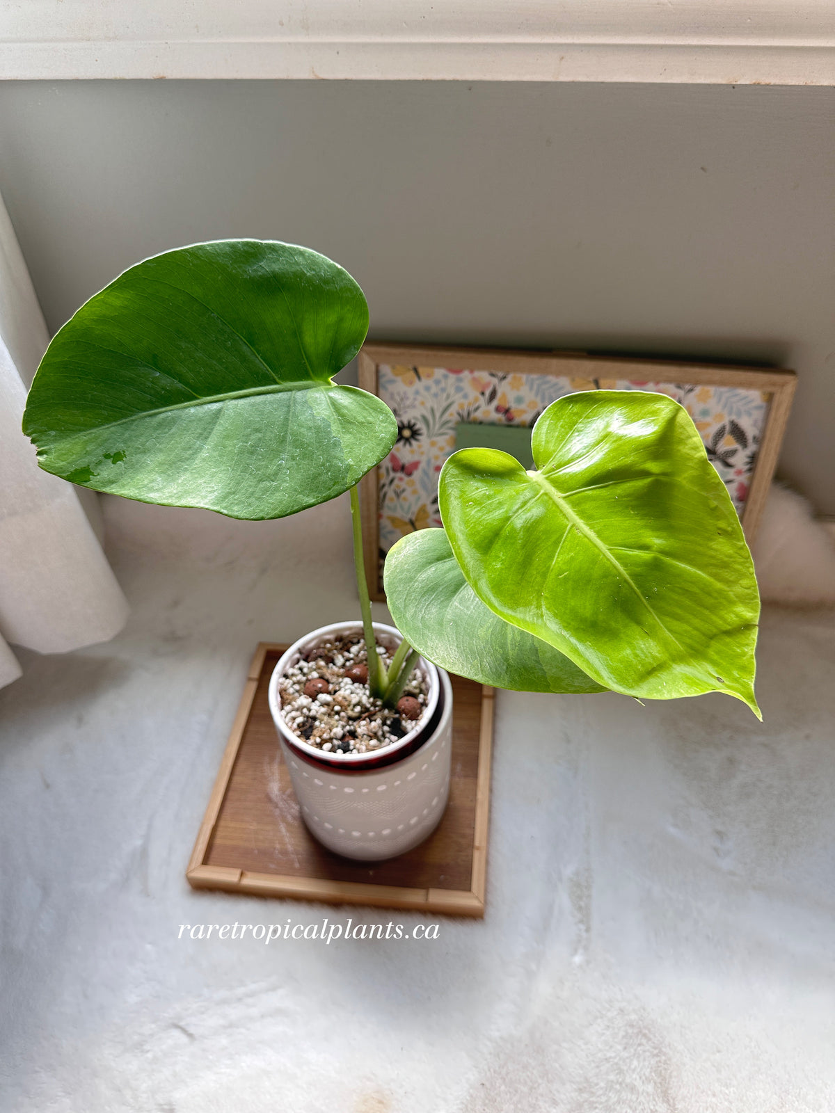 Monstera Green on Green GOG