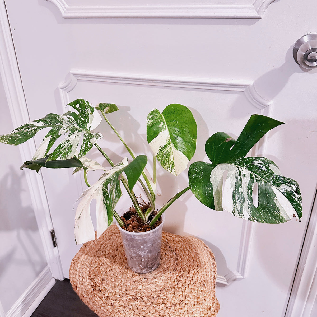 Monstera Albo