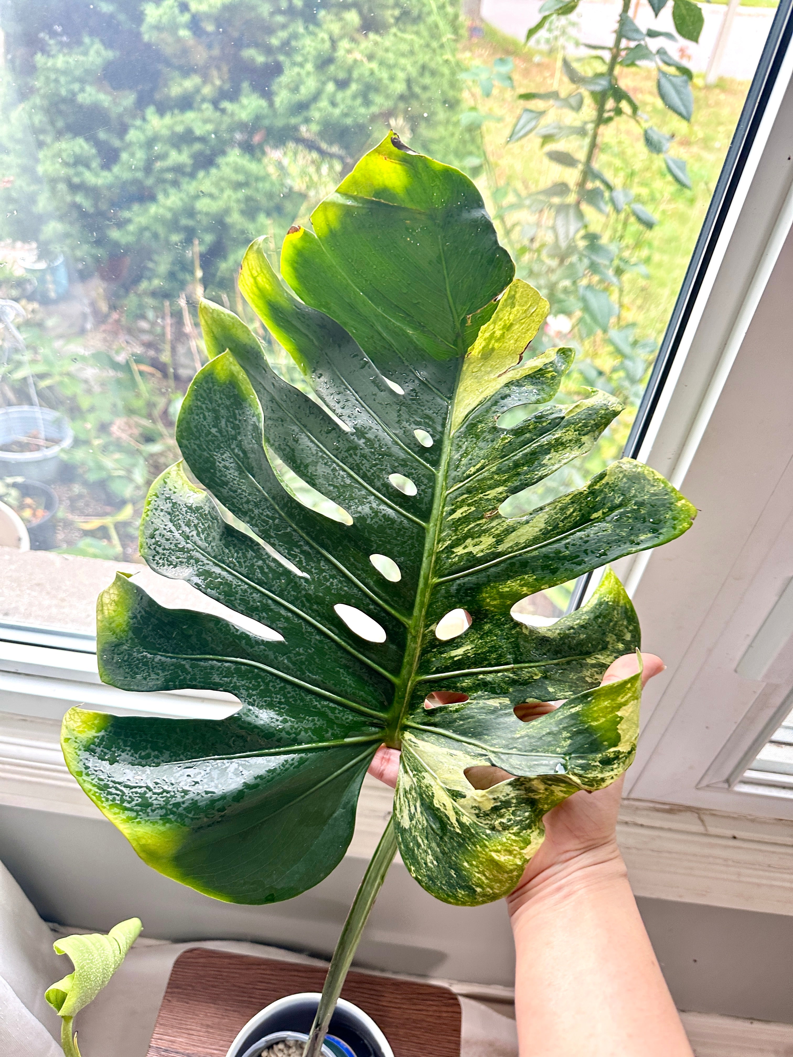 Monstera Ocean Mint – Rare Tropical Plants Canada