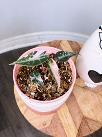 Alocasia Bambino Pink