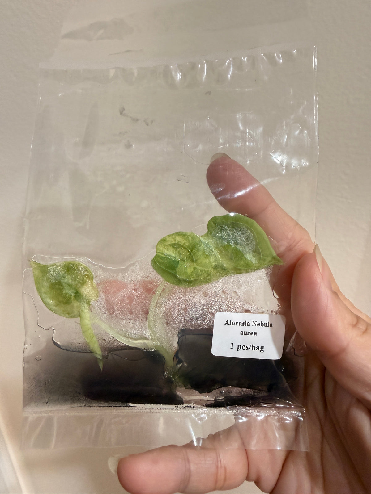 Alocasia Nebula Aurea TC Plant