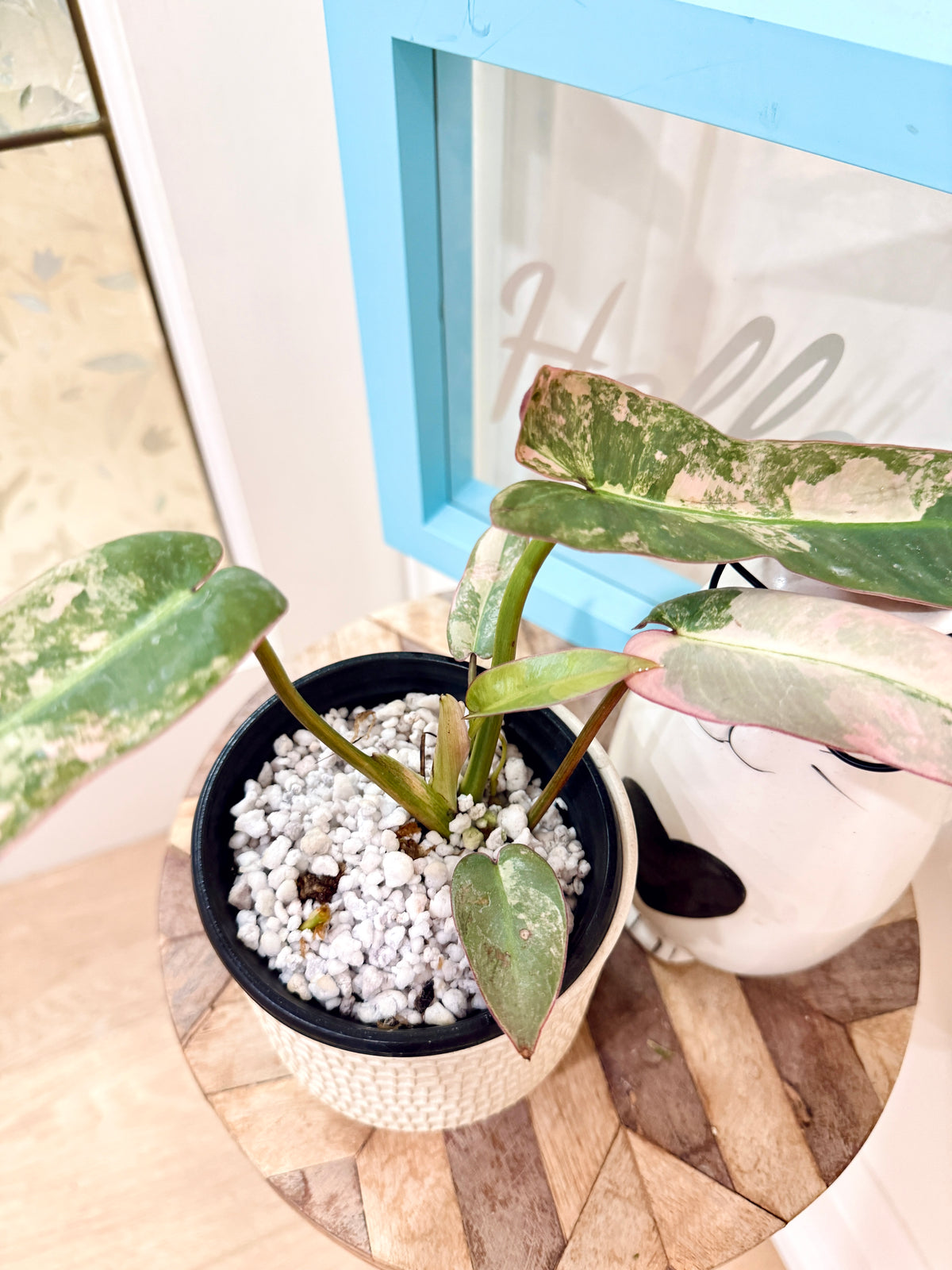 Philodendron Atabapoense Pink Variegated