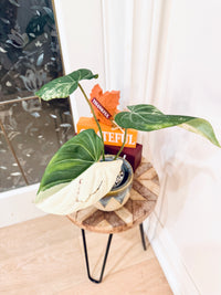 Philodendron Gloriosum Albo
