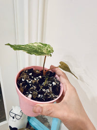 Anthurium Papillilaminum Variegated x RLFS