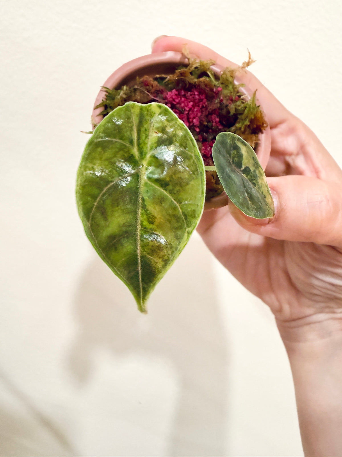 Alocasia Azlanii Aurea