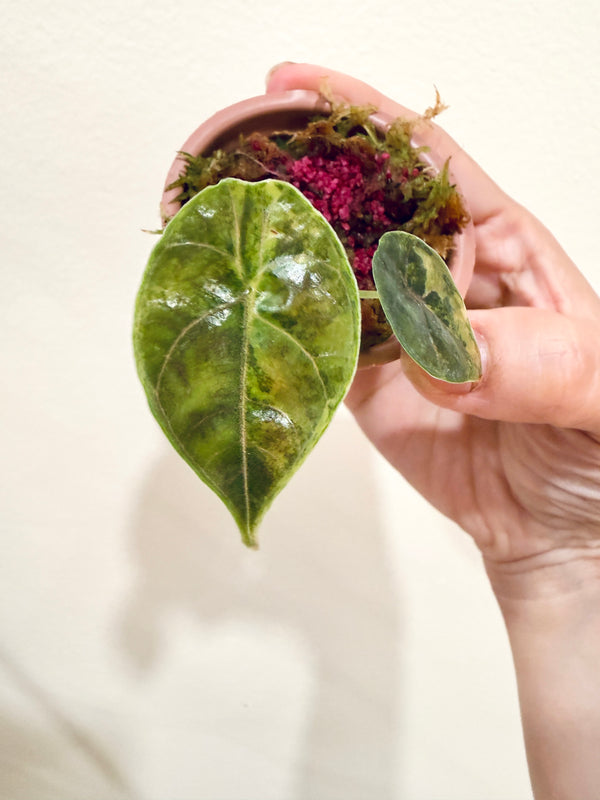 Alocasia Azlanii Aurea
