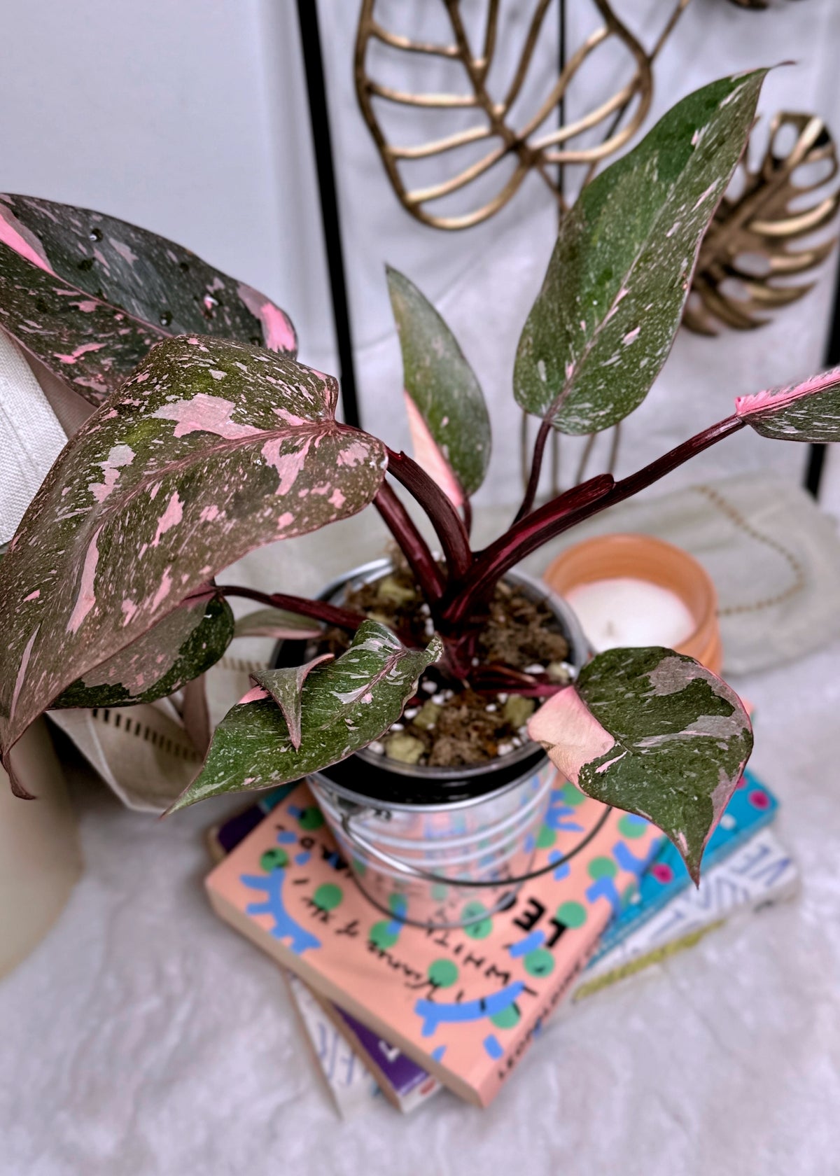 Philodendron Pink Princess Galaxy