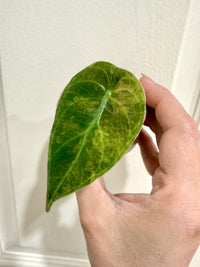 Alocasia Sedenii Aurea