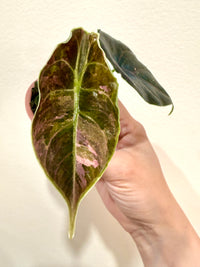 Alocasia Azlanii Pink Variegated