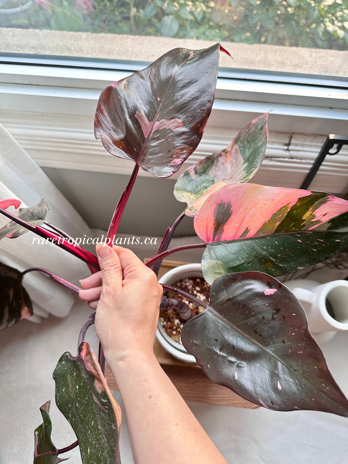 Philodendron Pink Princess Marble King