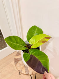 Philodendron Red Moon Variegated