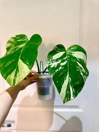 Monstera Mint