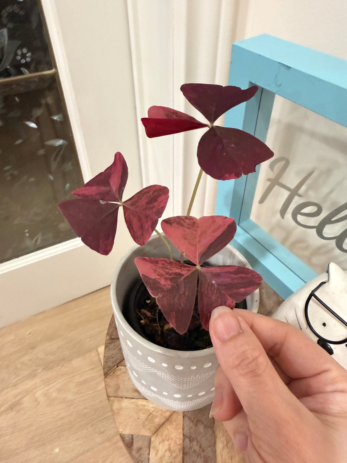 Oxalis Triangularis Variegated
