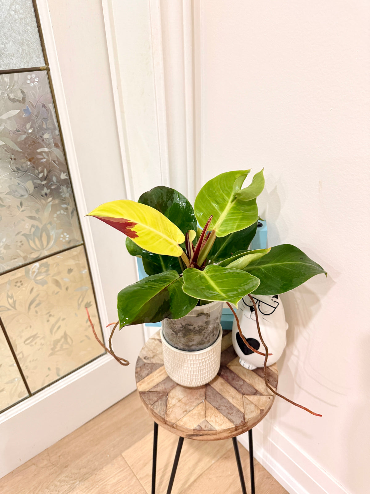 Philodendron Red Moon Variegated