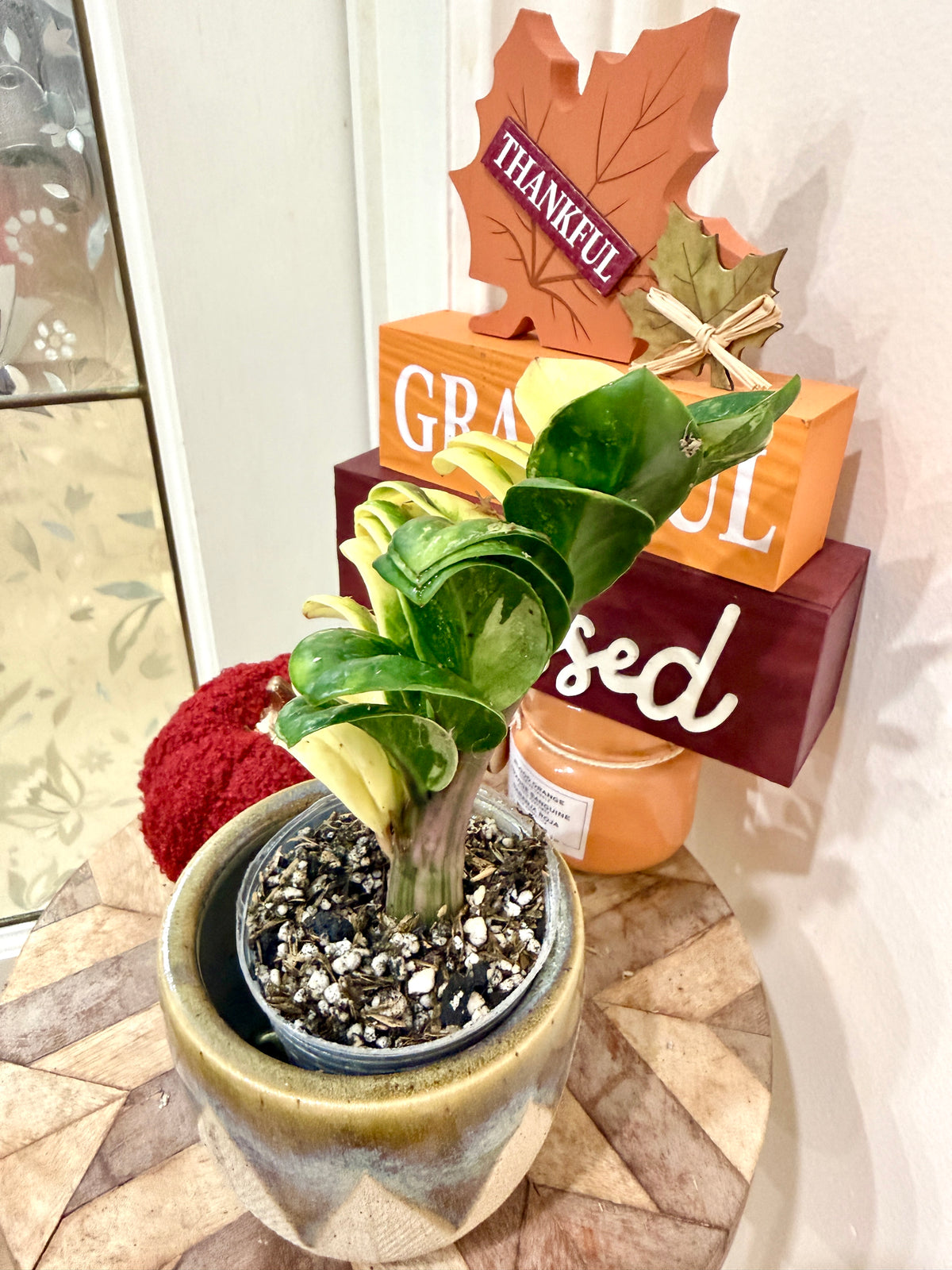 ZZ Dwarf Gold Variegated Plant