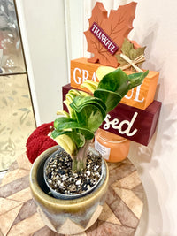 ZZ Dwarf Gold Variegated Plant