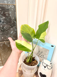 Monstera light lime