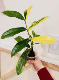 Giant ZZPlant Aurea