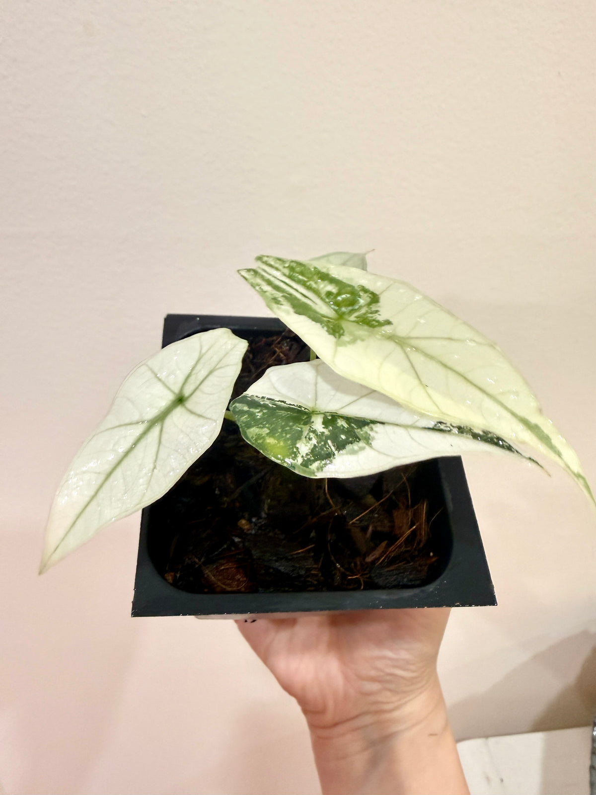 Alocasia Simpo Albo
