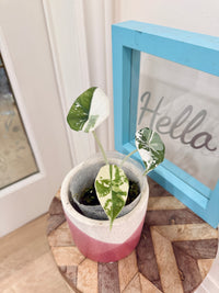 Alocasia Maharani Albo