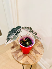 Alocasia Chantrieri Pink